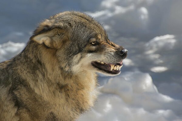 Und das Grinsen des Wolfes macht uns keine Angst