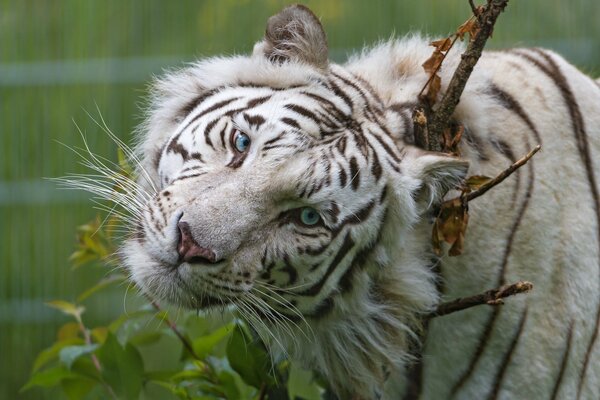 Blauäugiger weißer Tiger mit süßem Aussehen