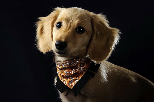 Chien dans un collier mignon