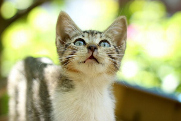 Striped kitten with blue eyes