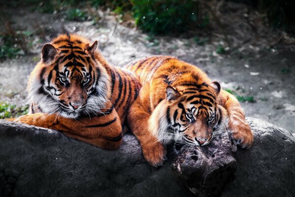 A couple of wild cats lay down to rest on a rock