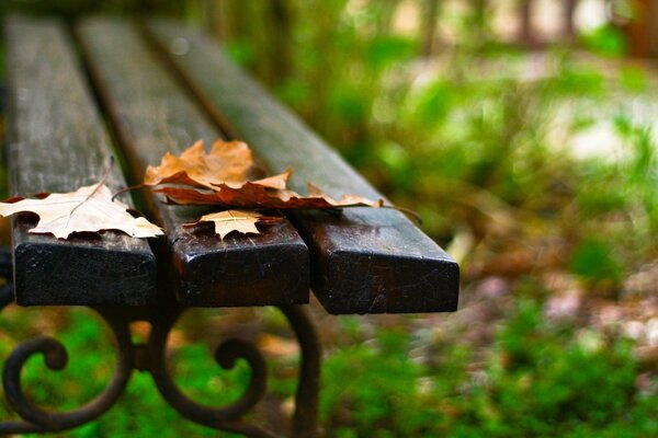 Осенние листья на мокрой скамейке с завитками