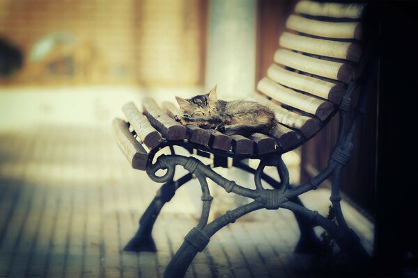 Chaton dort profondément sur le banc