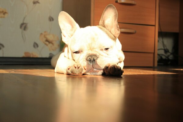 Bulldog francés se acuesta y toma el sol