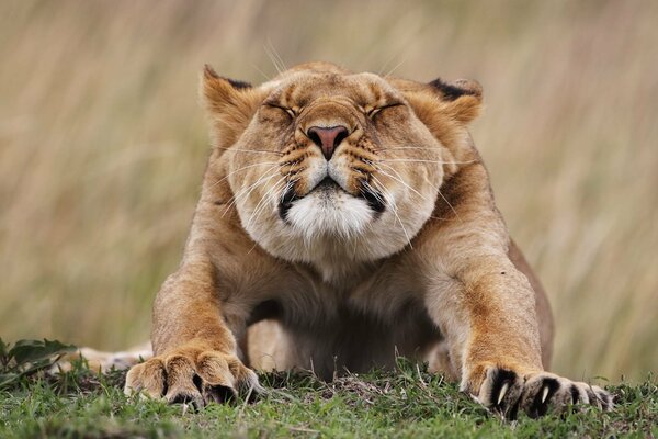 The lioness stretches. Beautiful face of a lioness