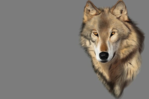 Image of a wolf on a gray background