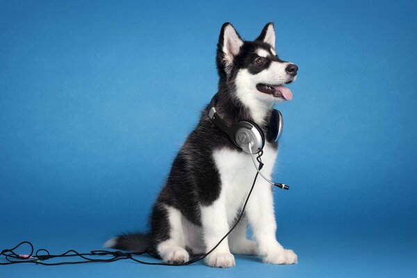 Hund mit Kopfhörern auf blauem Hintergrund