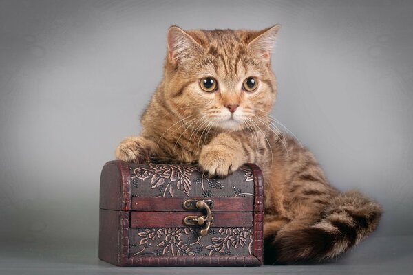 A curious kitten on a chest