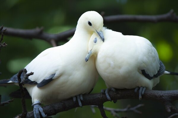 A couple of pigeons are making out on a branch