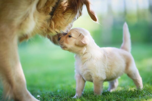 Cachorro y mamá se abrazan en la hierba verde