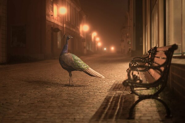 Pavo real en una calle iluminada por la noche