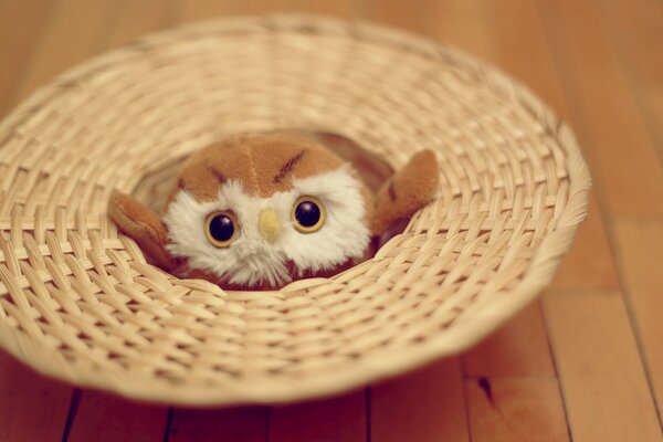 A soft toy looks out from under the hat