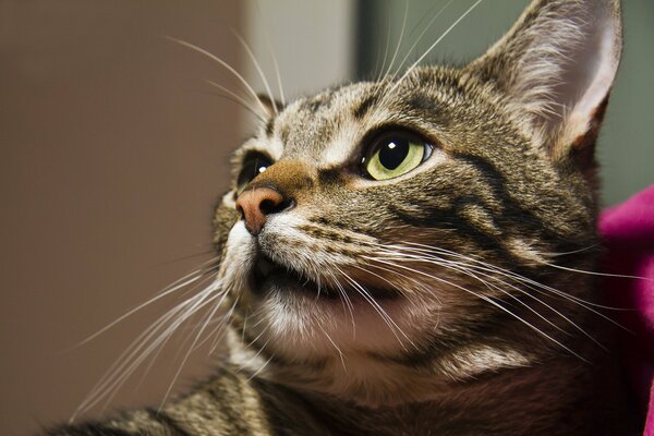 Ritratto di un gatto grigio con uno sguardo severo