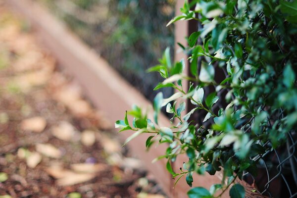 Green leaves peek out of the grid