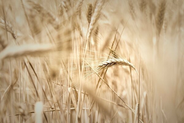 Die Ähren des reifenden Weizens auf dem Feld in der Sonne