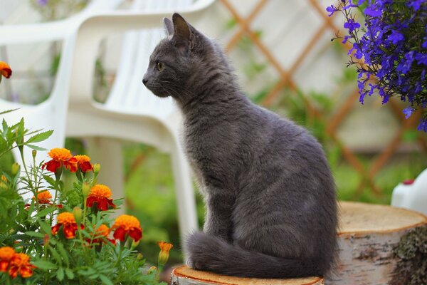 Graue Katze im Land unter Blumen