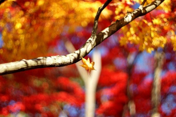 Fallende Blätter auf dem Hintergrund der Herbstbäume