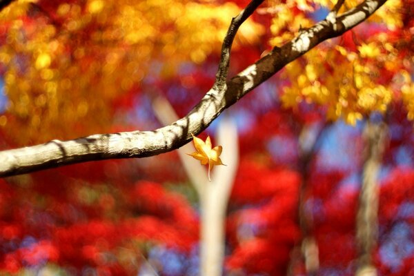 Feuilles tombantes sur fond d arbres d automne