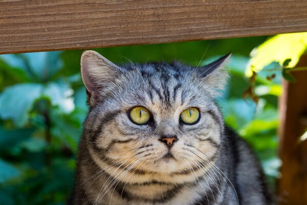 Gestreifte Katze mit grünen Augen
