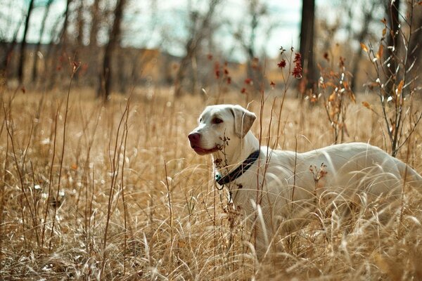 Biały pies wśród żółtej trawy
