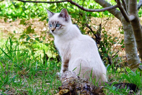 Белая кошка с голубыми глазами гуляет