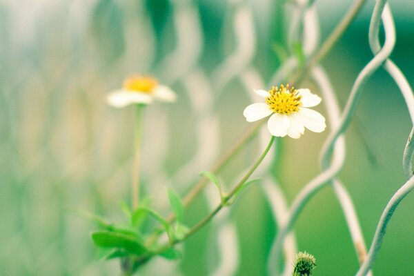 Zwei weiße Blüten auf einem Gitterhintergrund