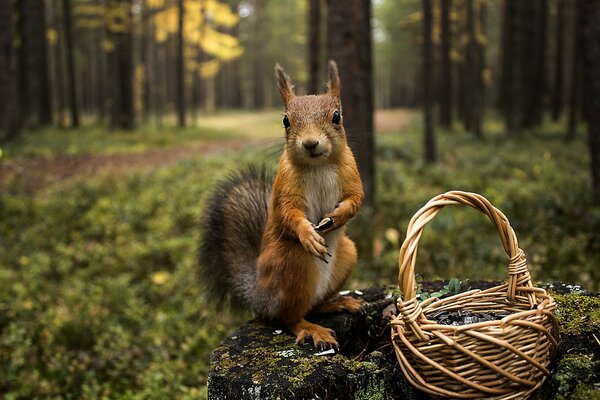 In the forest, a squirrel collects nuts in a basket