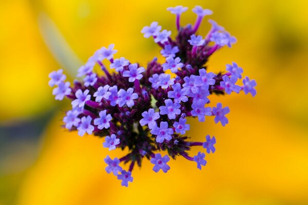 A bouquet of tiny lilac flowers