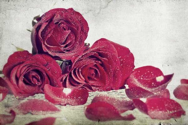 Bouquet of red roses among white dust