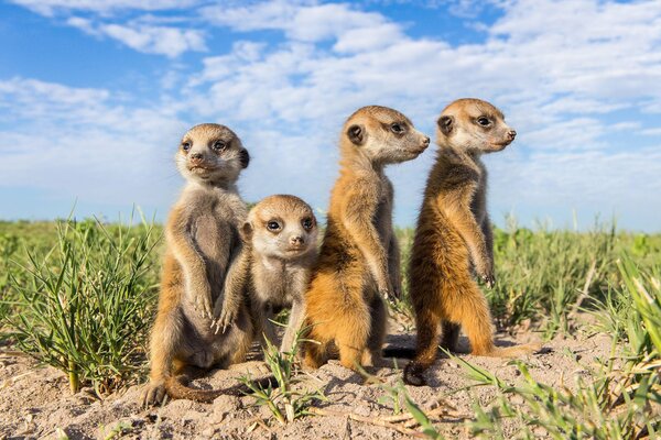 Meerkats animals cute faces