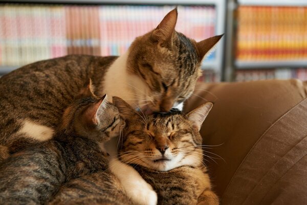 The cat family is resting on the couch