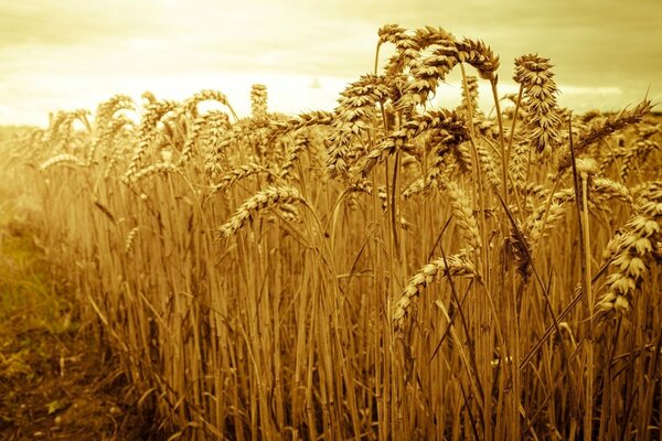 Der Roggen spiegelt sich im goldenen Glanz des Tages