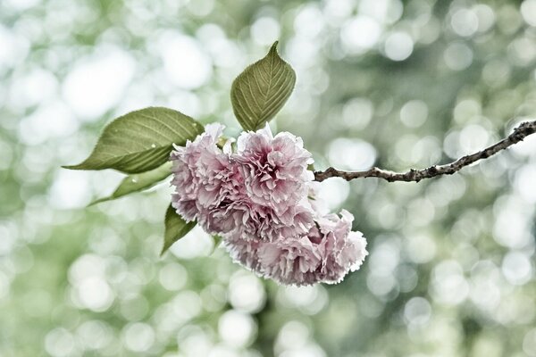 Zweig der blühenden Kirschblüte auf verschwommenem Hintergrund