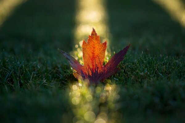 Hoja de naranja de otoño en el sol