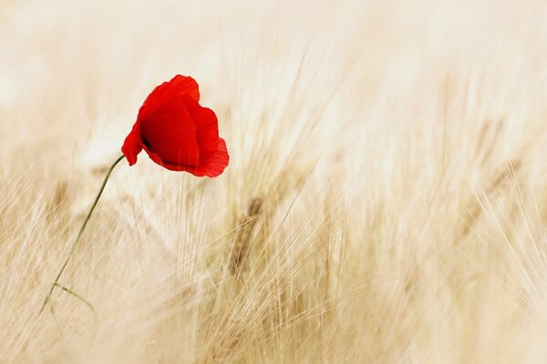 A lonely poppy among a field of wheat