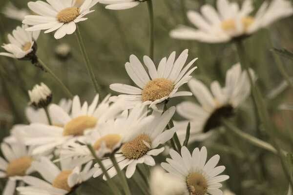 Marguerites jaunes et blanches sur fond vert