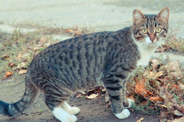 Eine gestreifte Katze mit weißen Pfoten schaut überrascht zu