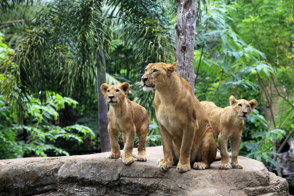 The lion and his family climbed on a rock