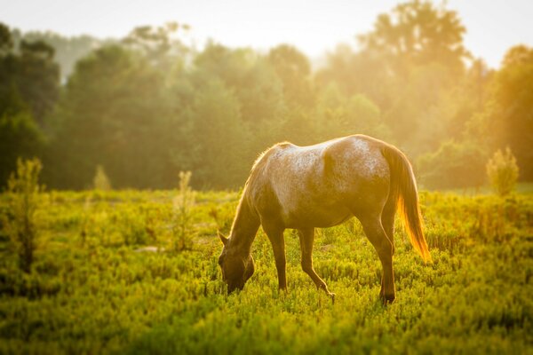 Ein Pferd grast auf einem sonnigen Rasen