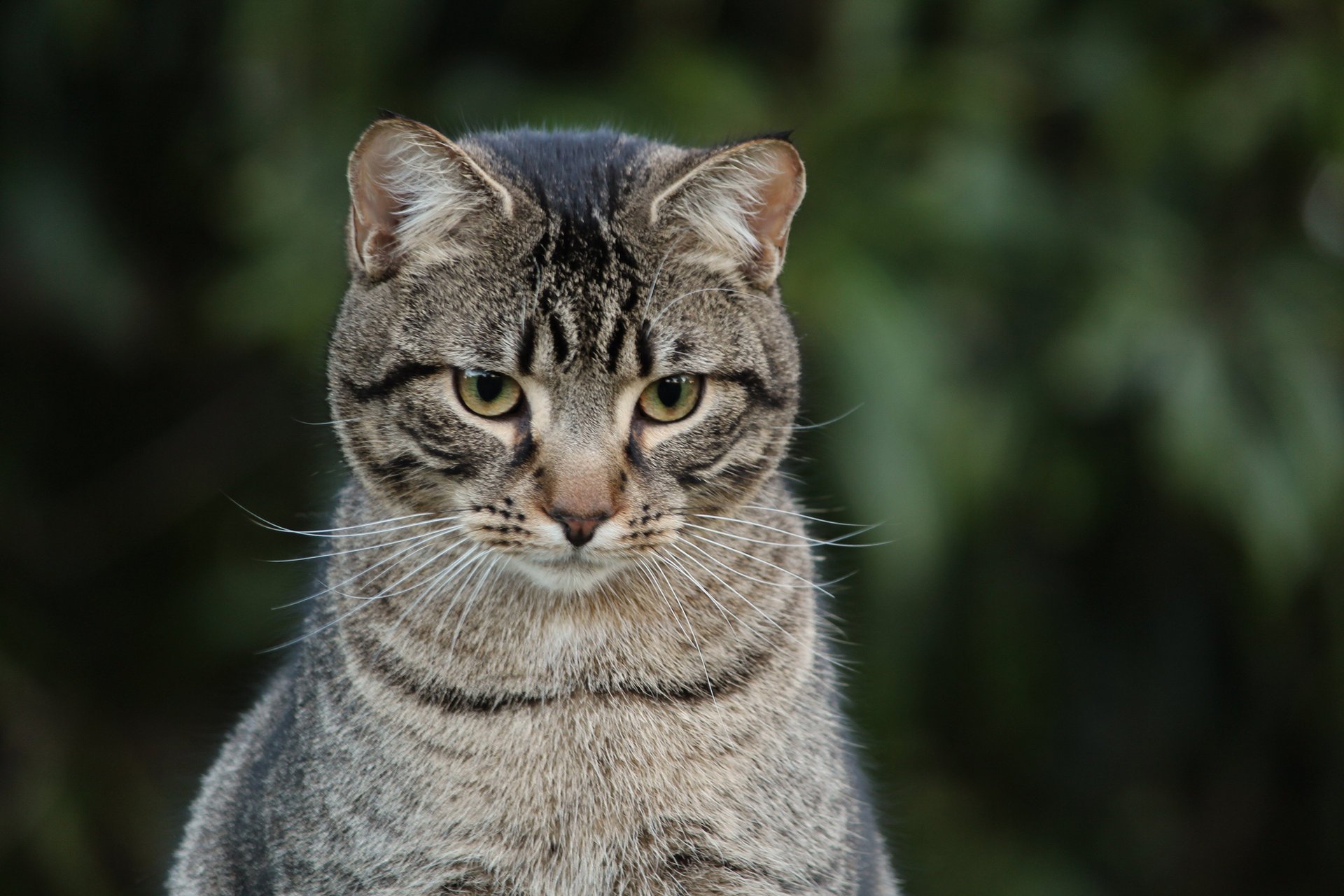 katze grau blick hintergrund gestreift