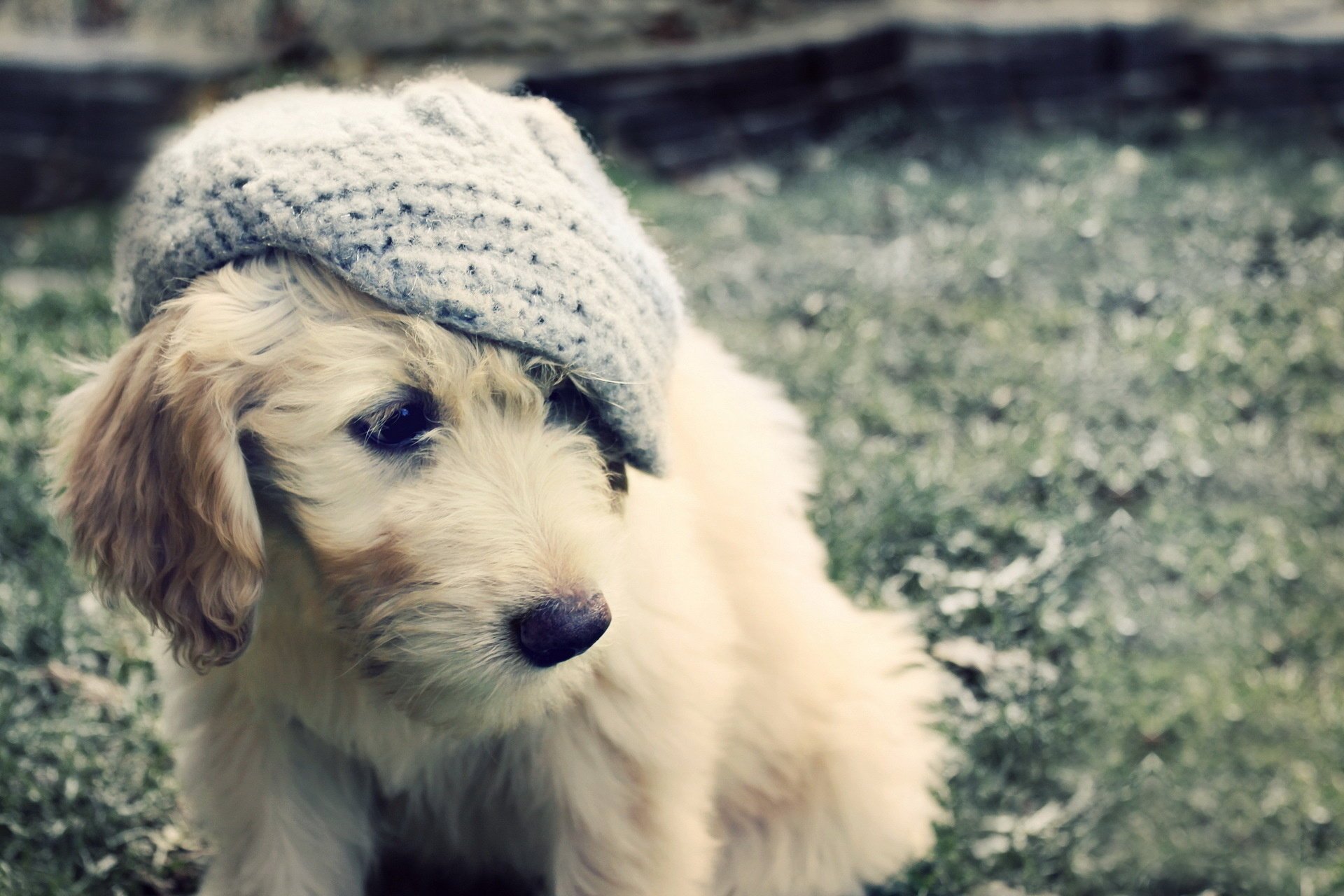 dog hat puppy