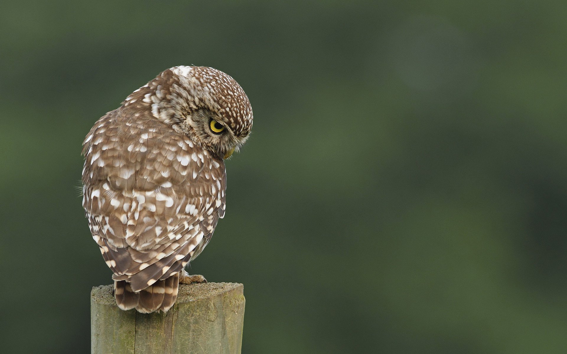 moucheté hibou oiseau souche dos