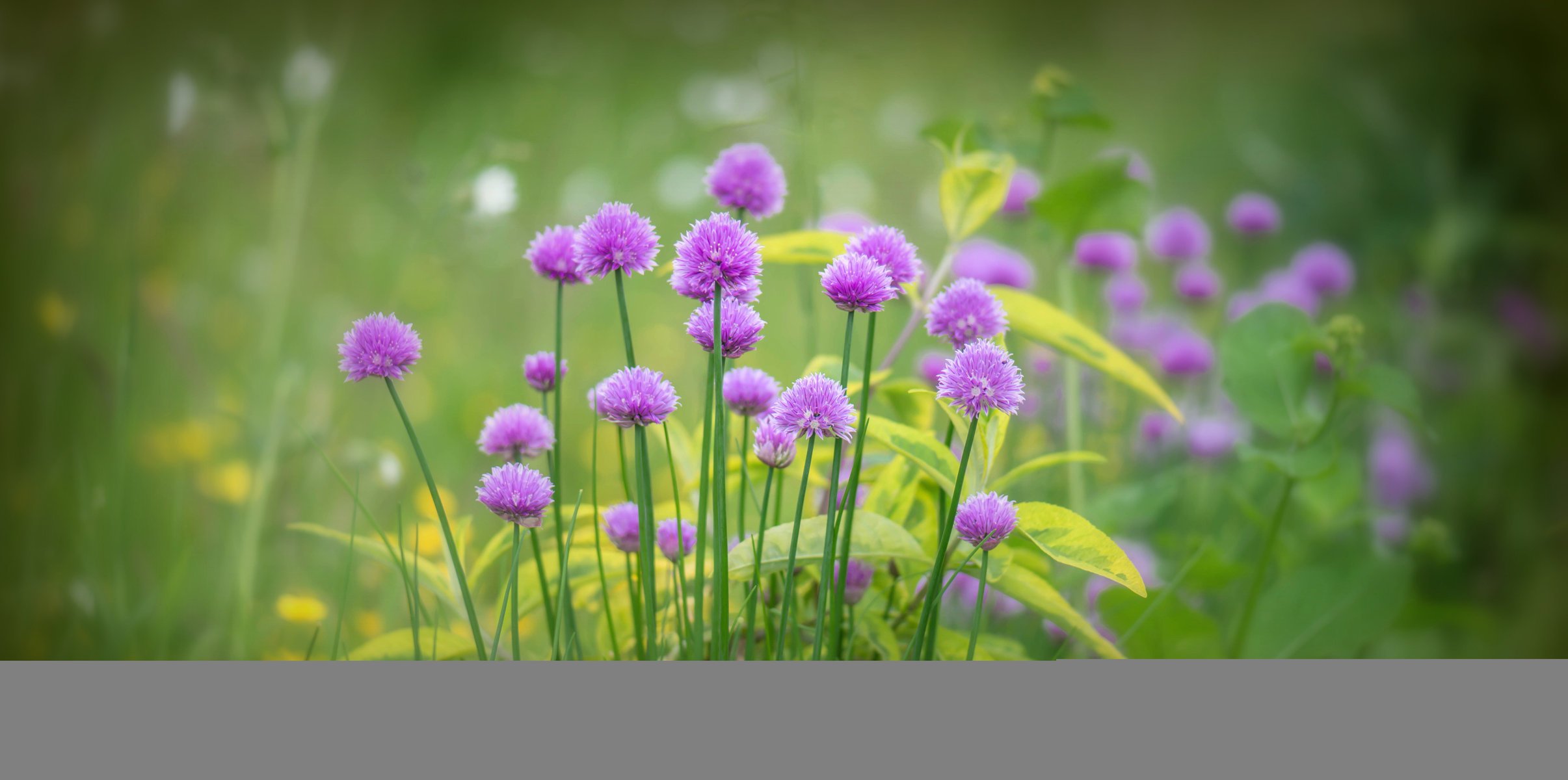 bow scored flowers greens grass lilac flowering