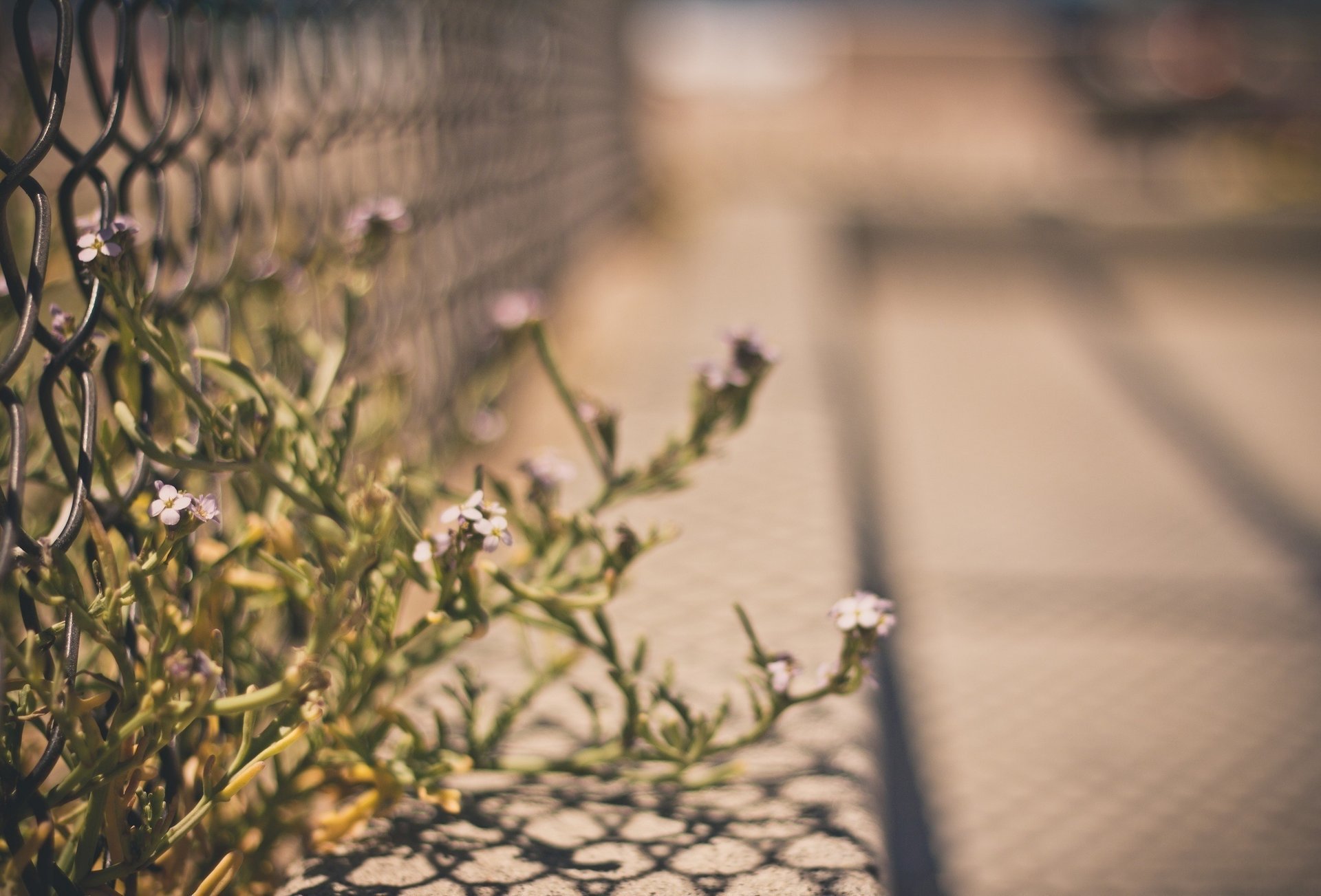 blumen makro zaun gitter zaun zaun