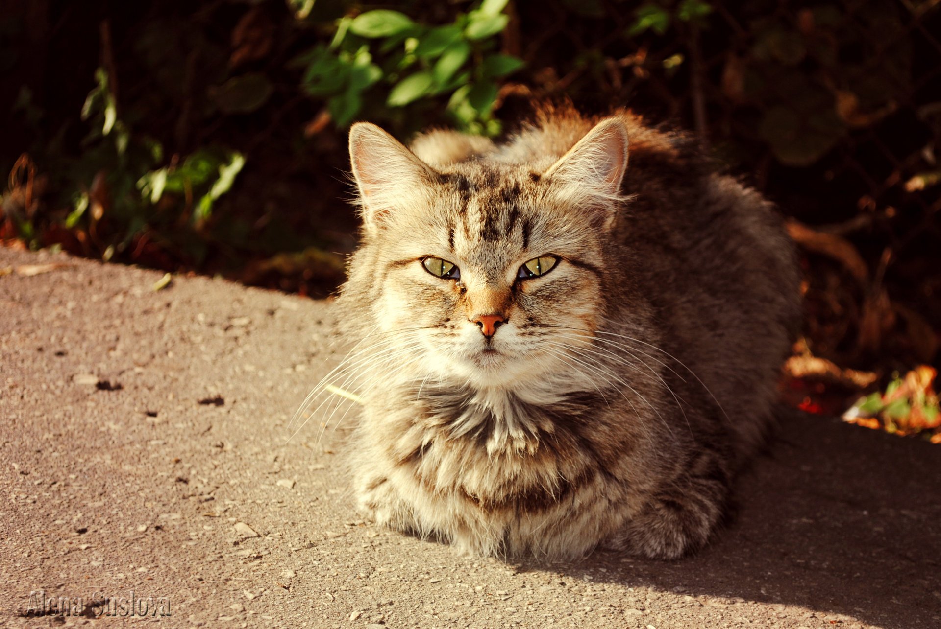 кошки солнечный кот осень кот