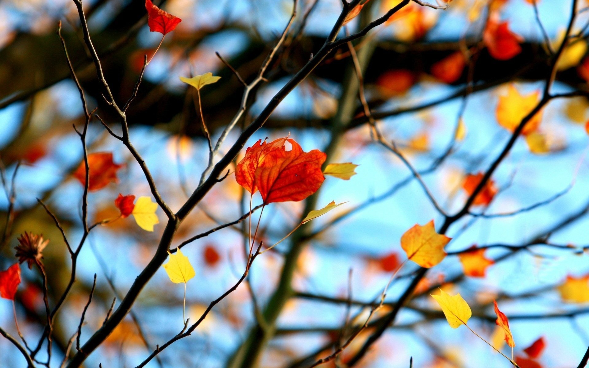 macro leaf branches leaflet red tree leave