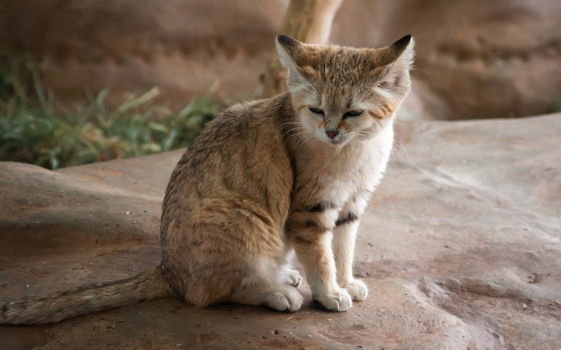 gato durmiendo piedra salvaje depredador