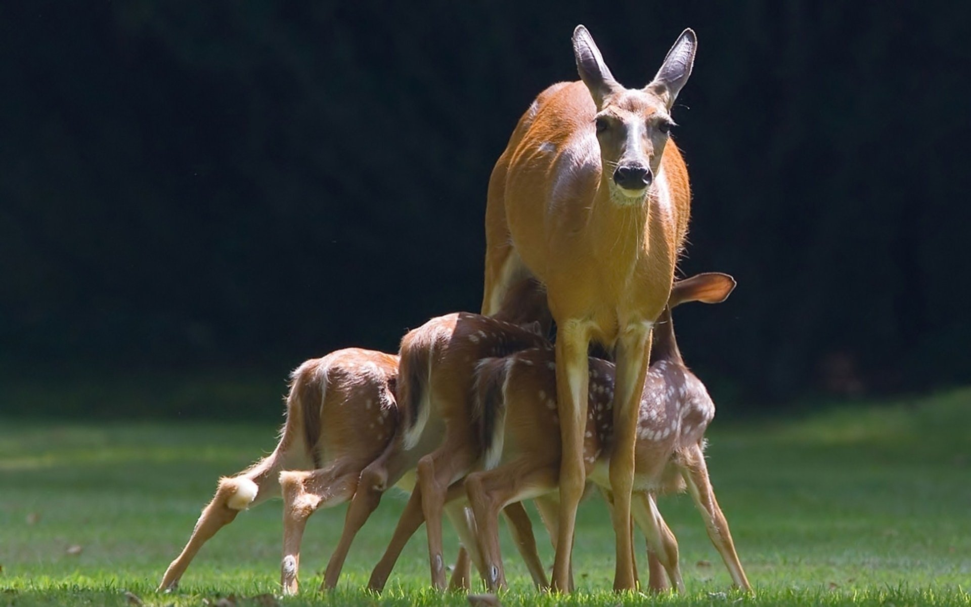 jelenie doe fawns jeleń deer jeleń animals tło zwierzęta