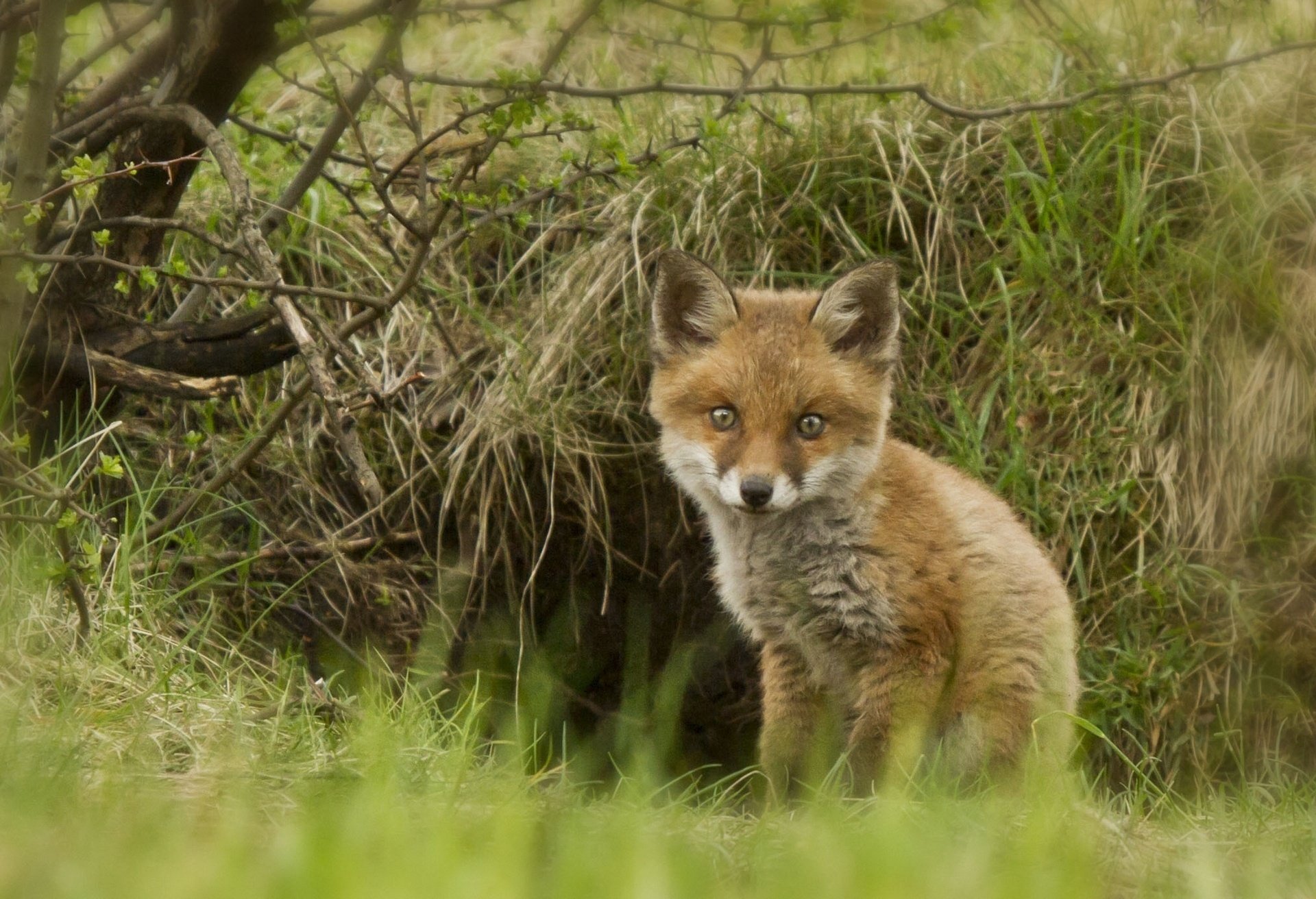 renard cub renard