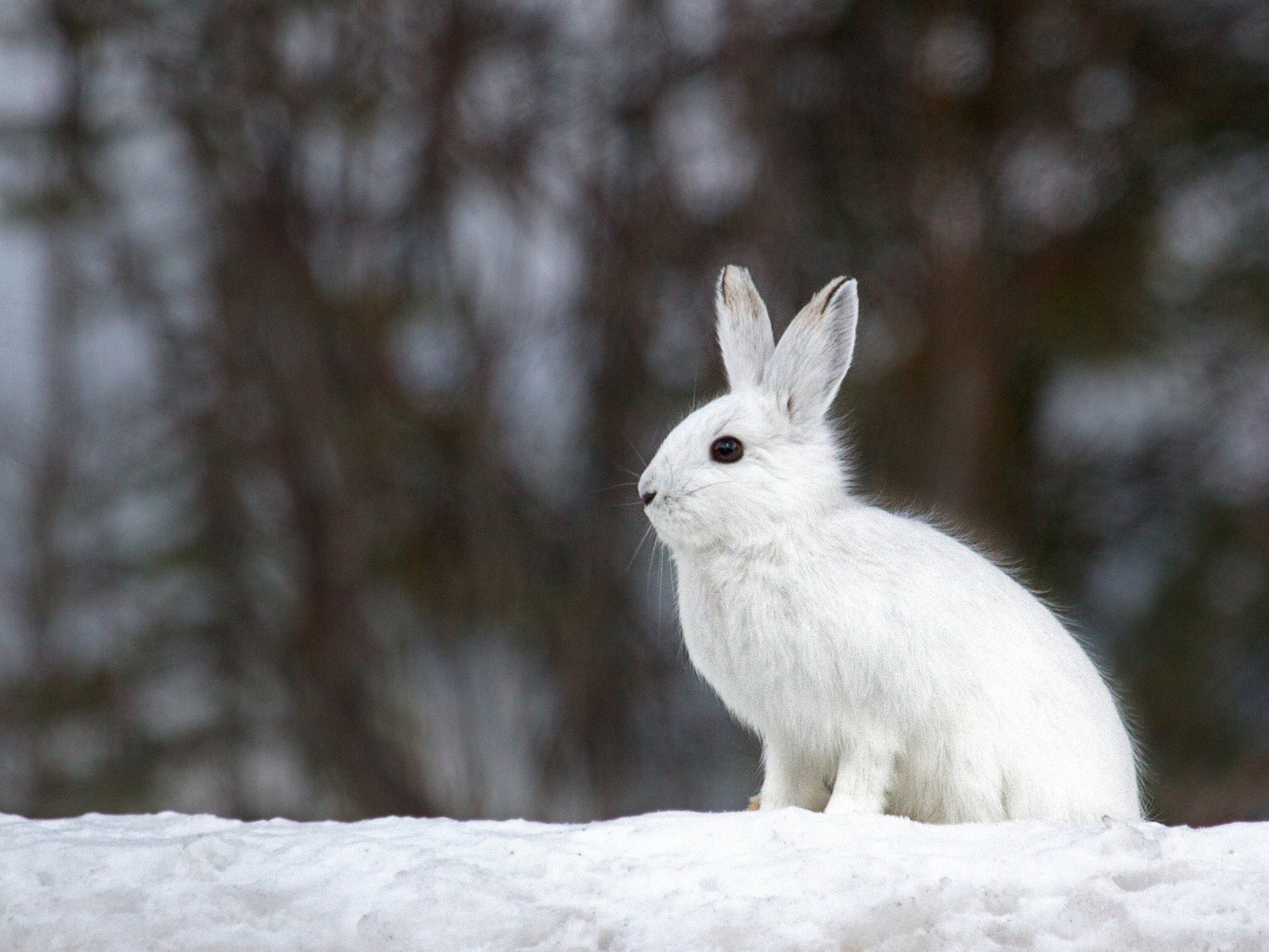 schnee weiß hase winter unschärfe hintergrund